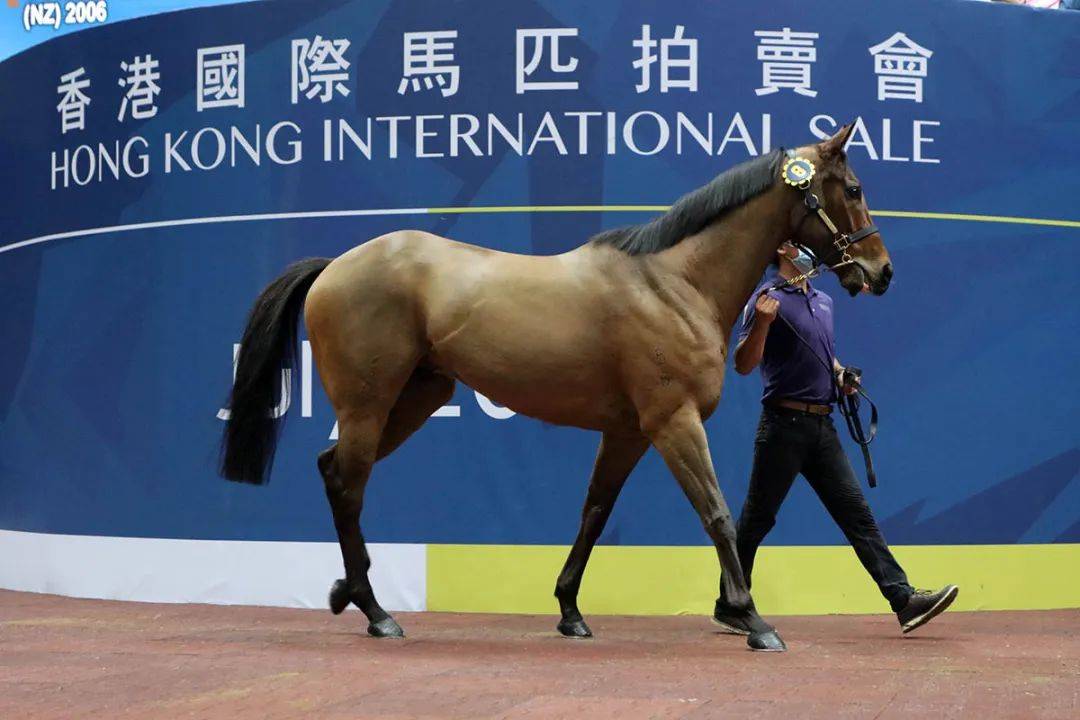 馬會香港新紀(jì)元，探索數(shù)字時代的無限可能 7777788888，馬會香港新紀(jì)元，數(shù)字時代的無限潛能探索