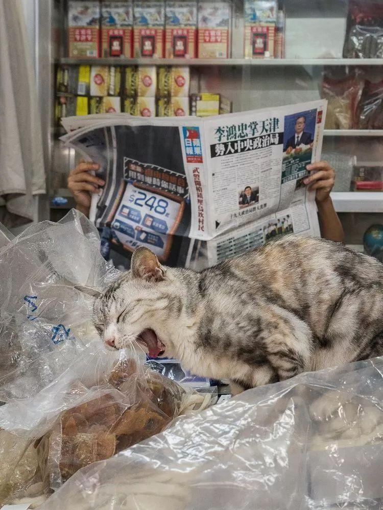 香港馬資料更新最前沿，香港馬匹資料最新更新