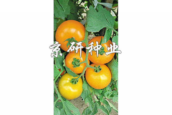 香港六消中特期期誰，香港六消中特期期誰揭曉？