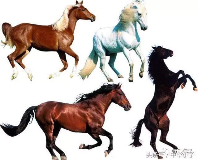香港內(nèi)部馬料正版資料的深度解析，香港馬料正版資料深度解析